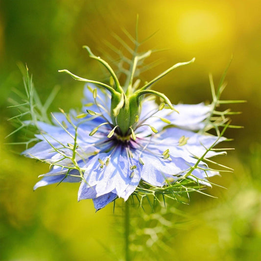 1000 Nigella Sativa Seeds - Black Cumin Herb, Flavorful Culinary Addition, Beautiful Ornamental