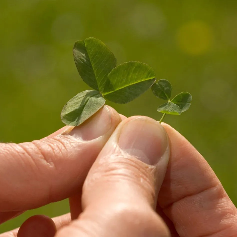 Microclover Natural Alternative Lawn Seed