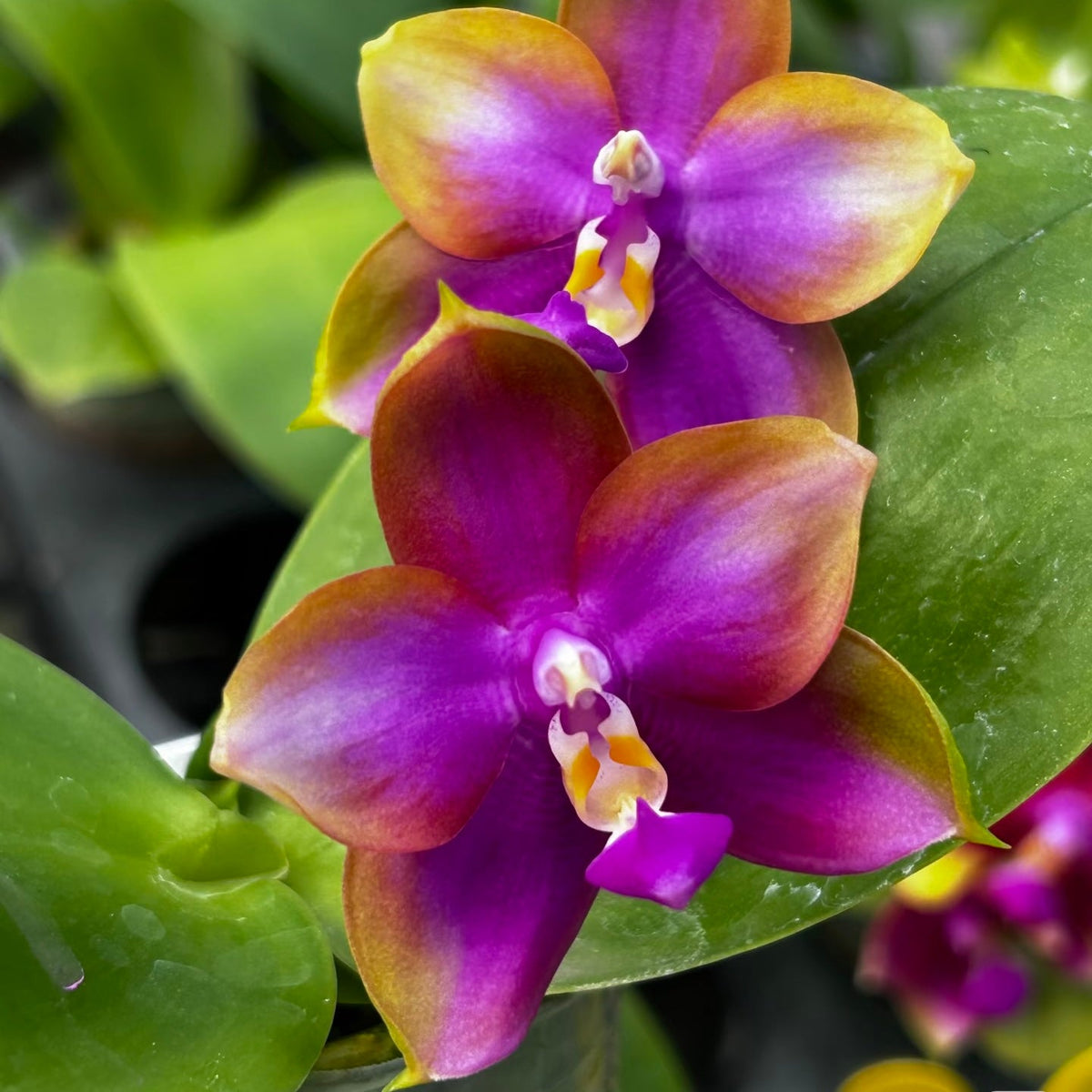 Phalaenopsis (Yaphon Batman 'BK's Best' x Dragon Tree Eagle 'T168')