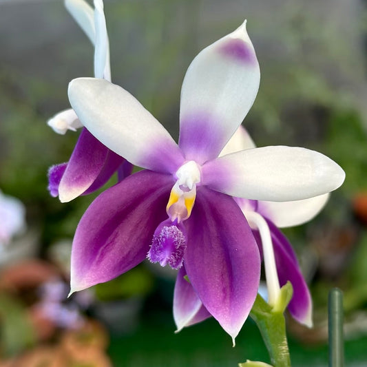 Phalaenopsis Lioulin Blue Jenny ‘Blue Dolphin’