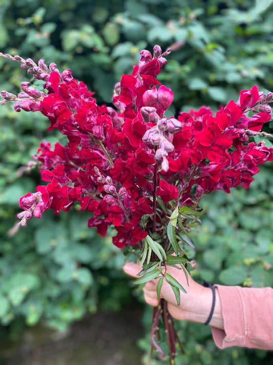 Black Prince Snapdragon