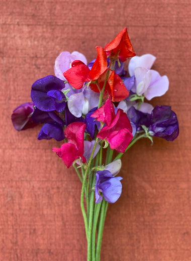 Graceful Mix Sweet Pea