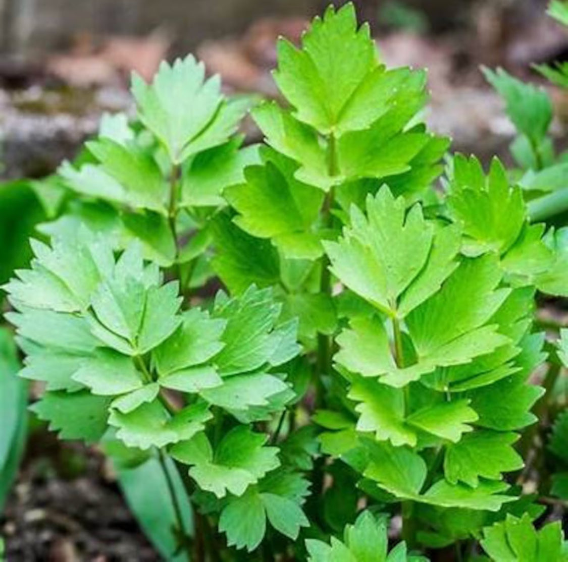 Lovage