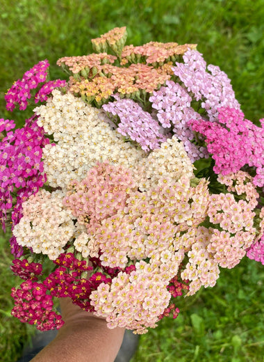 Summer Berries Yarrow