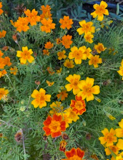 Little Gem Marigold