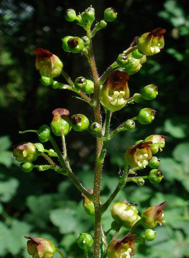 Figwort