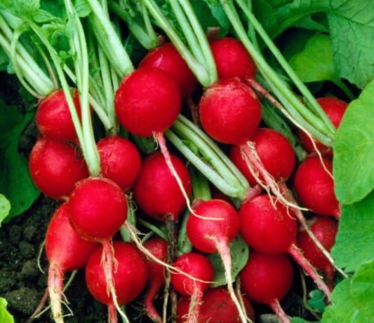 Cherry Belle Radish