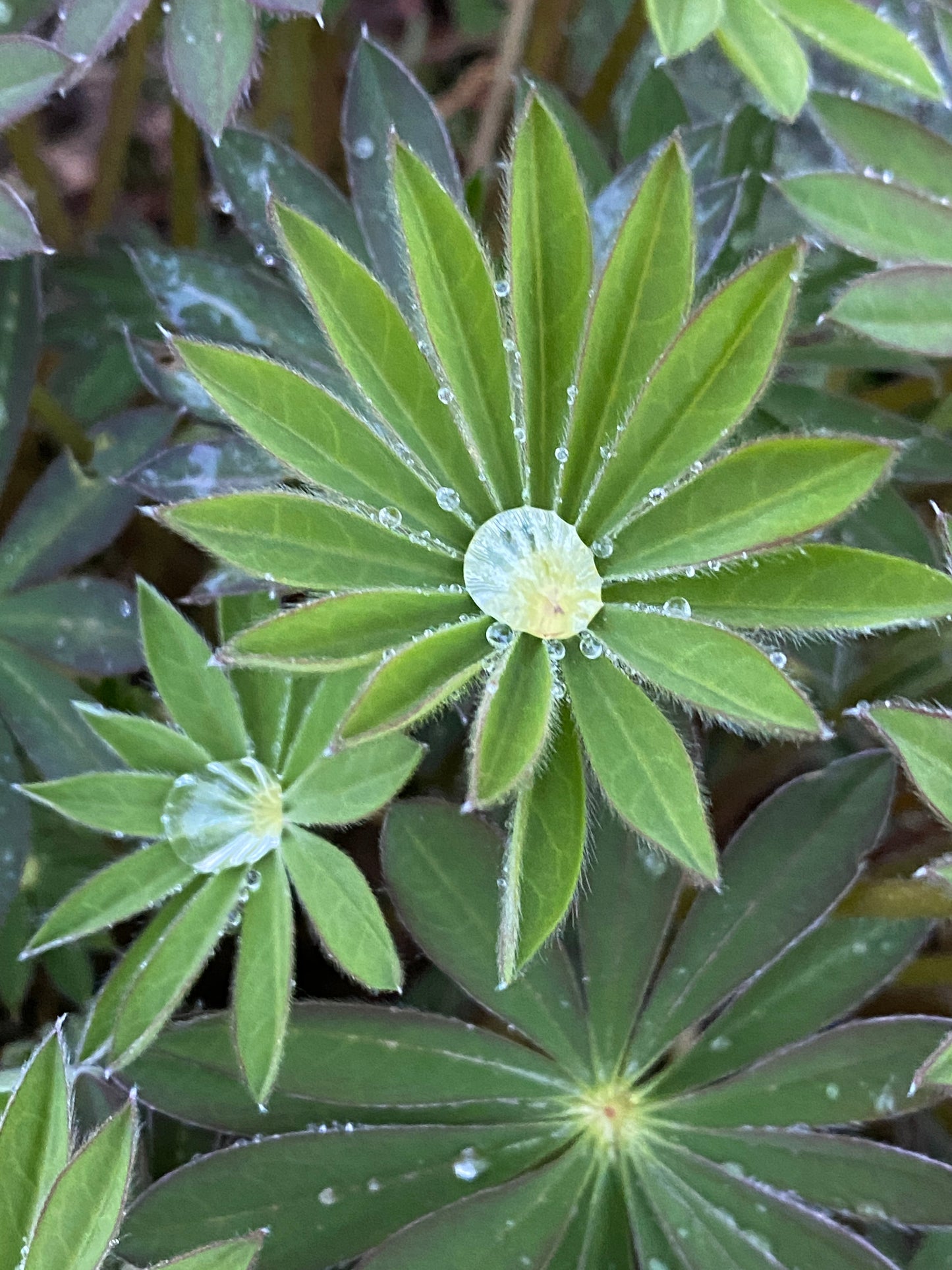 Lupine Seeds-Pollinator Plant+Nitrogen Fixer