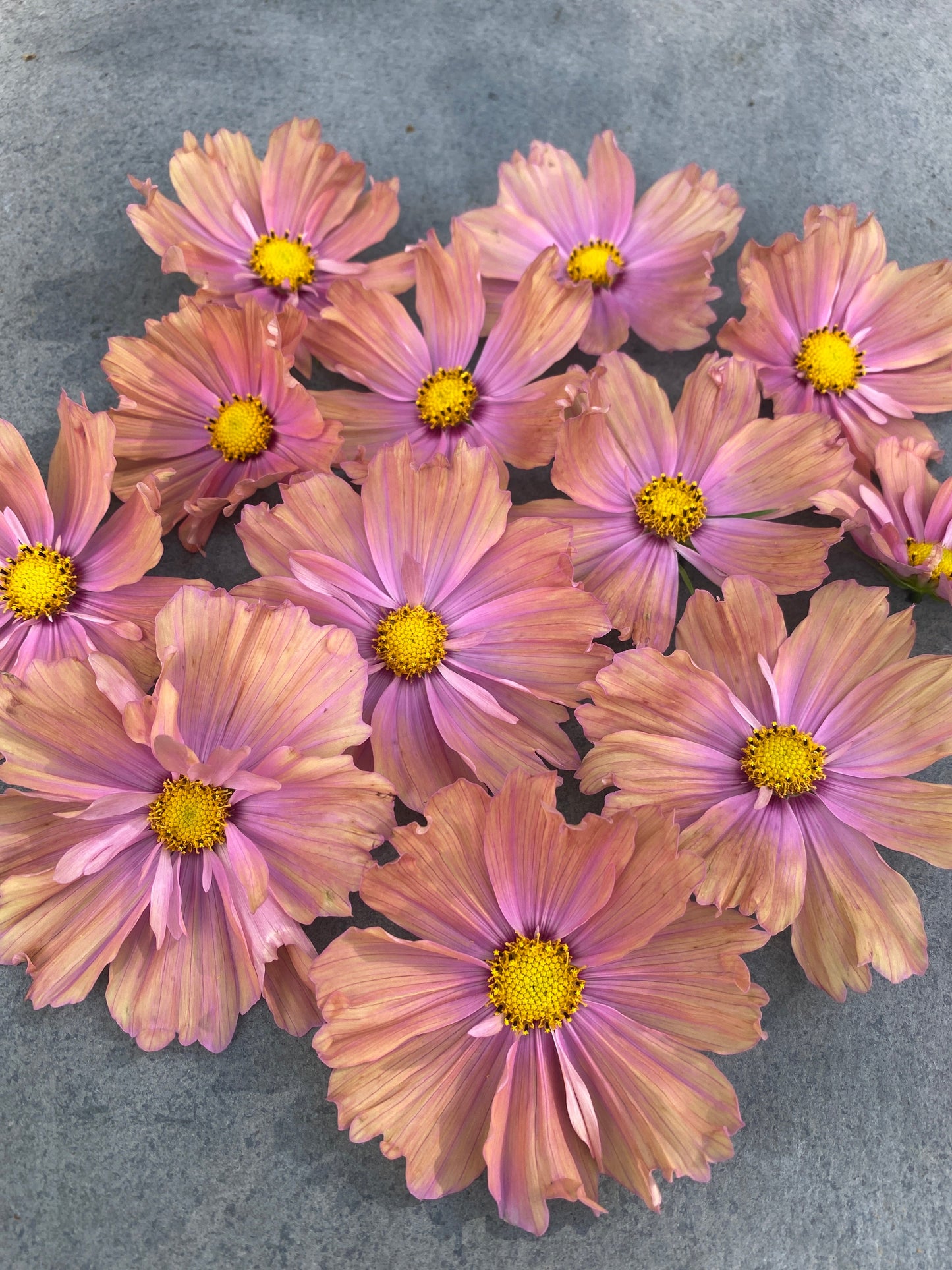 Apricotta Cosmos
