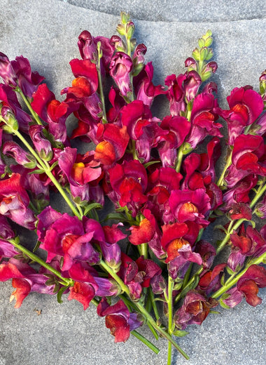 Copper Queen Snapdragon