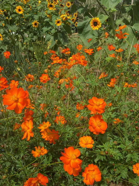 Diablo Cosmos