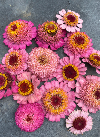 Rosy Pink Blush Zinnia Mix
