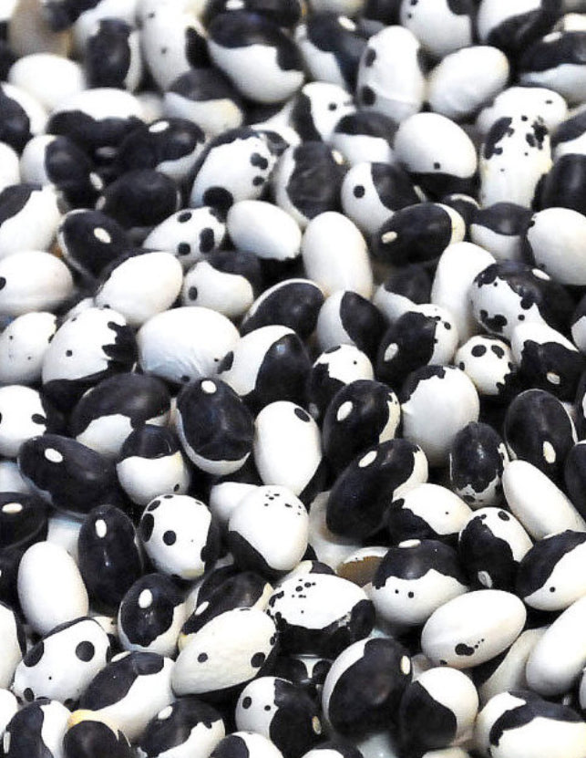 Orca Bush Dry Bean