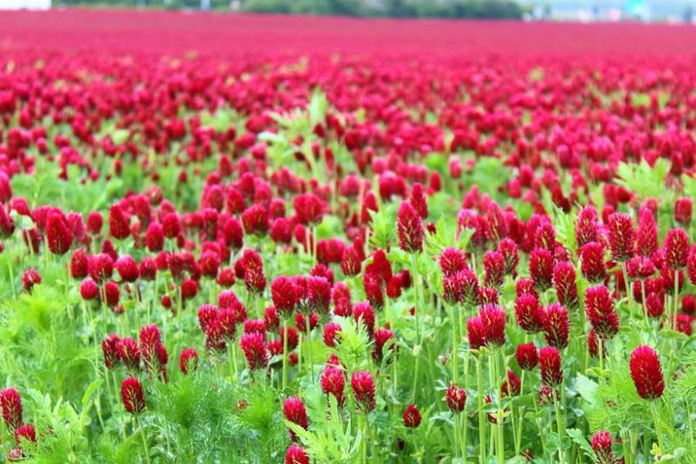 Urban feed & Garden Crimson Clover