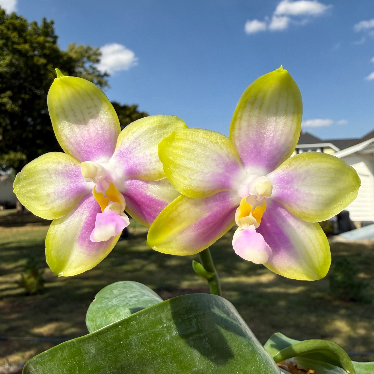 Phalaenopsis Patti Lee SM/WOC2021