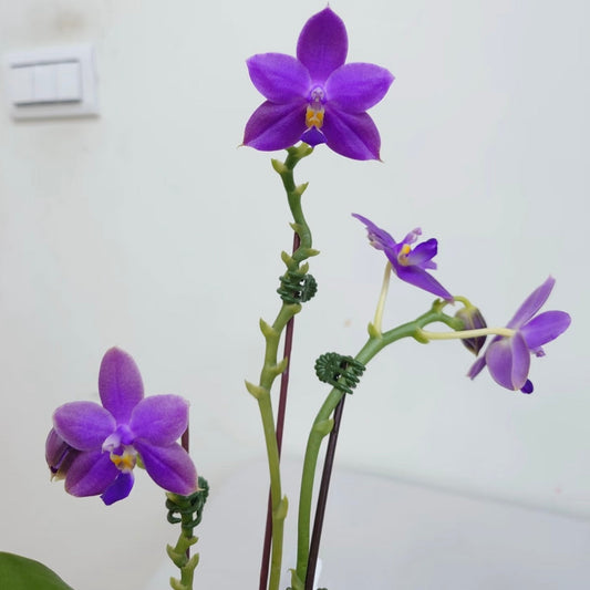 Phalaenopsis Ludde - Violacea ‘YL64’ AM/AOS
