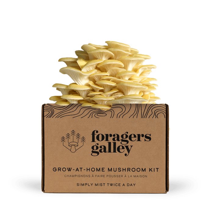 Foragers Galley Grow at Home Mushroom Kit Golden Oyster