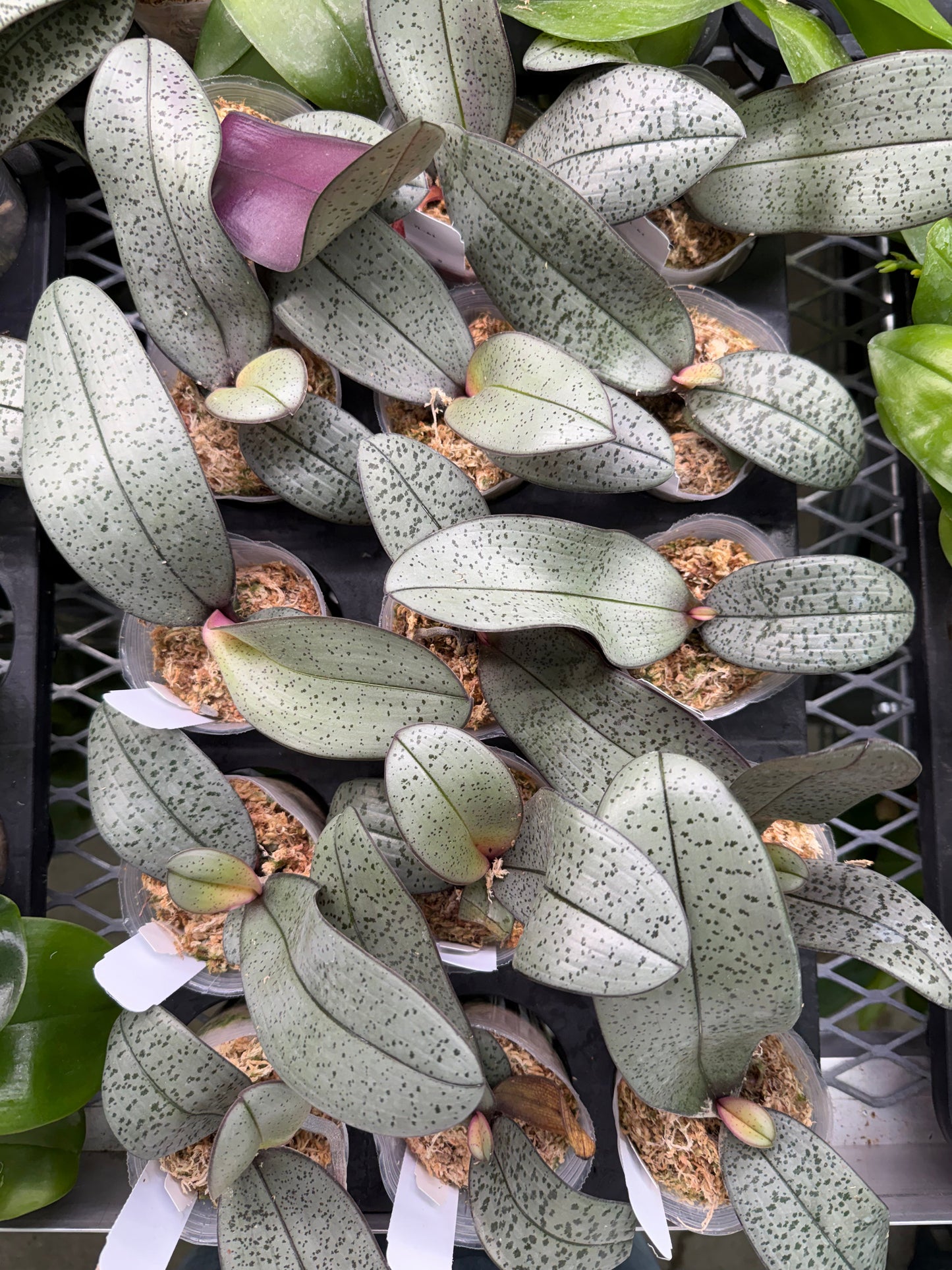 Phalaenopsis schilleriana 'Silver Moonlight'