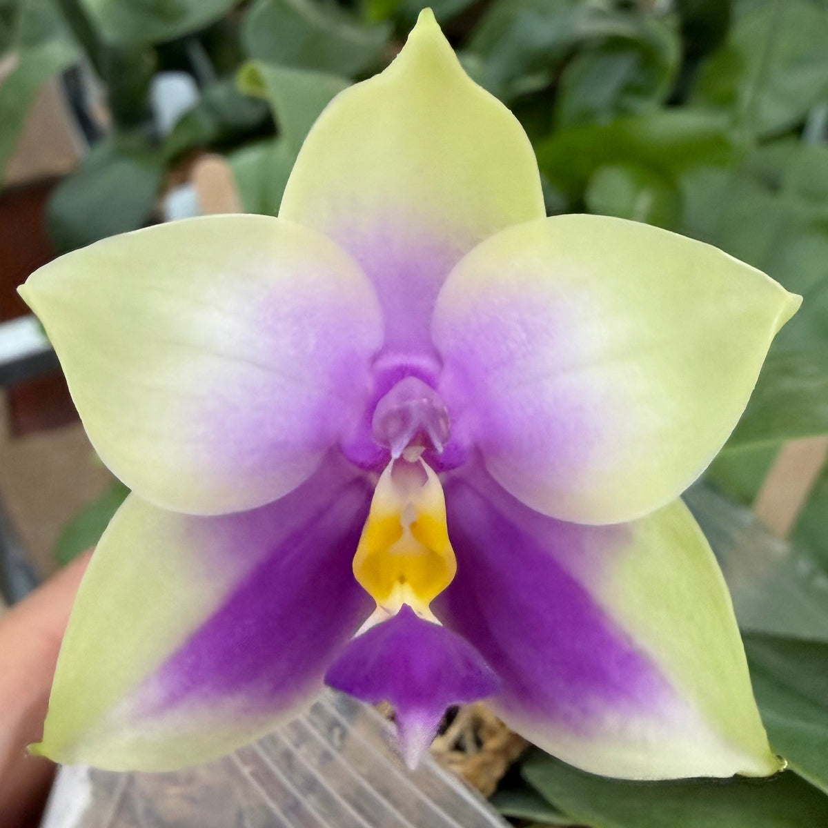 Phalaenopsis bellina coerulea x sib