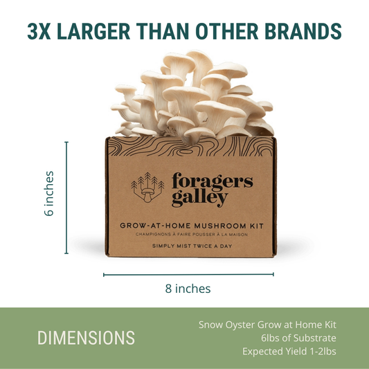 Foragers Galley Grow at Home Mushroom Kit Snow Oyster