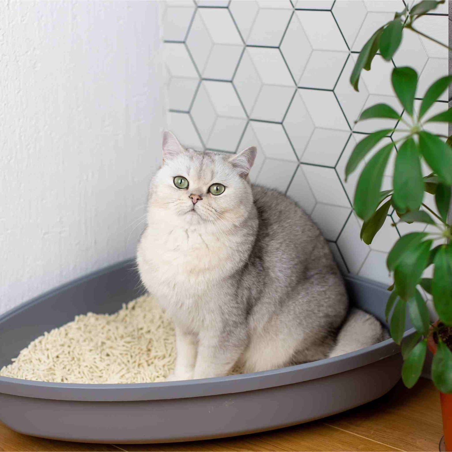 All-Natural, Non-Toxic Plant-Based Cat Litter - 1 Pack (Collective)