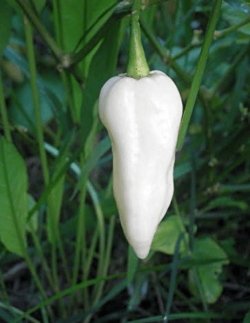 Bhut Jolokia, White Ghost Chili Pepper, World'S Hottest Pepper, Capsicum Chinense - 10 Seeds