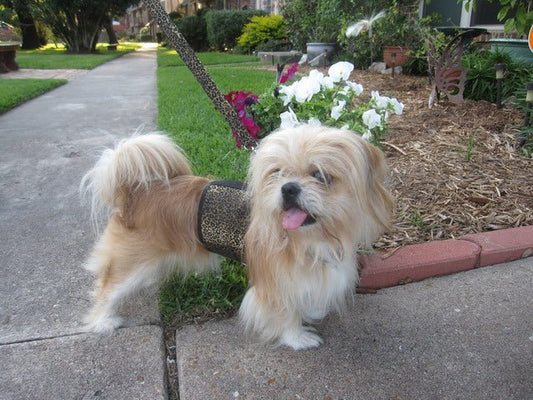 Doggy Holster Small Dog Harness (Made in USA)
