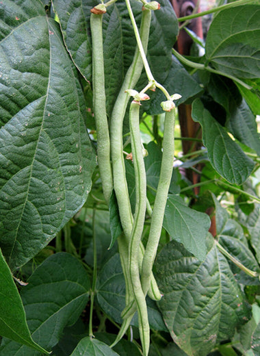 Fortex Pole Bean