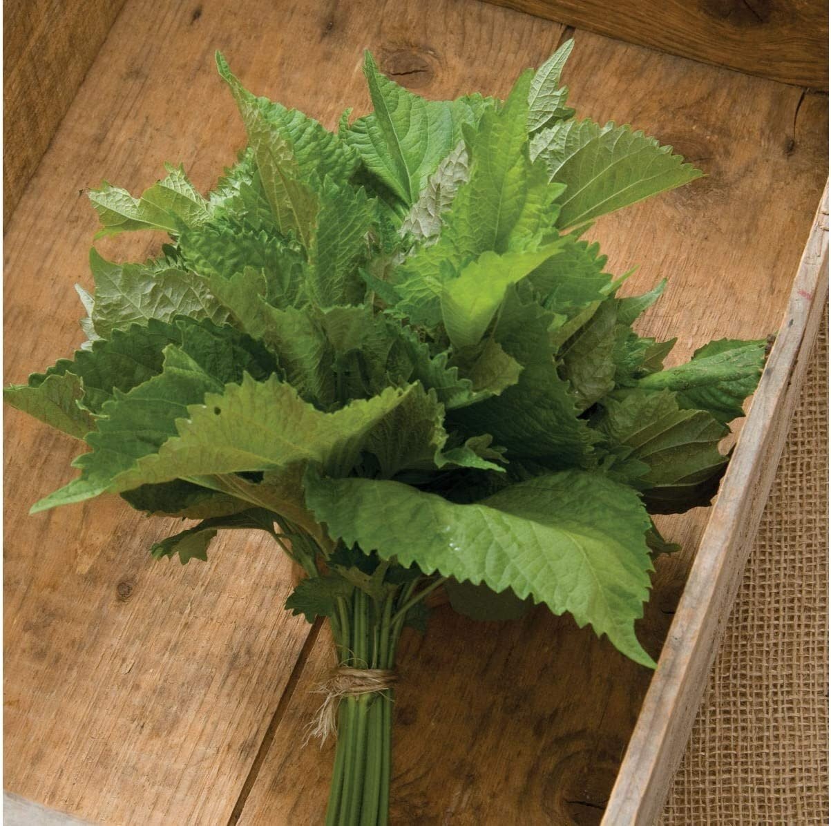 Herb Shiso Green - 200 Seeds - Non-Gmo Heirloom