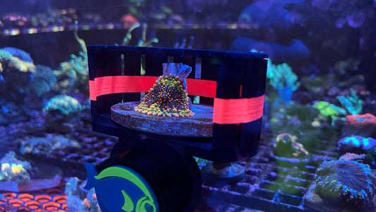 ClearShroom — Magnetic Mushroom Cage by Rhino’s Reef
