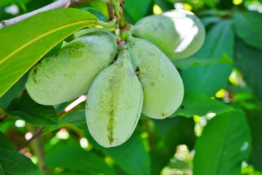 Paw Paw Tree - 6 Seeds - Edible Fruit, Easy to Grow, Exotic