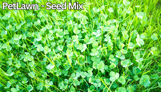 PetLawn™ Dog-Friendly Lawn Mix – Durable, Pet-Safe Grass & Clover Blend