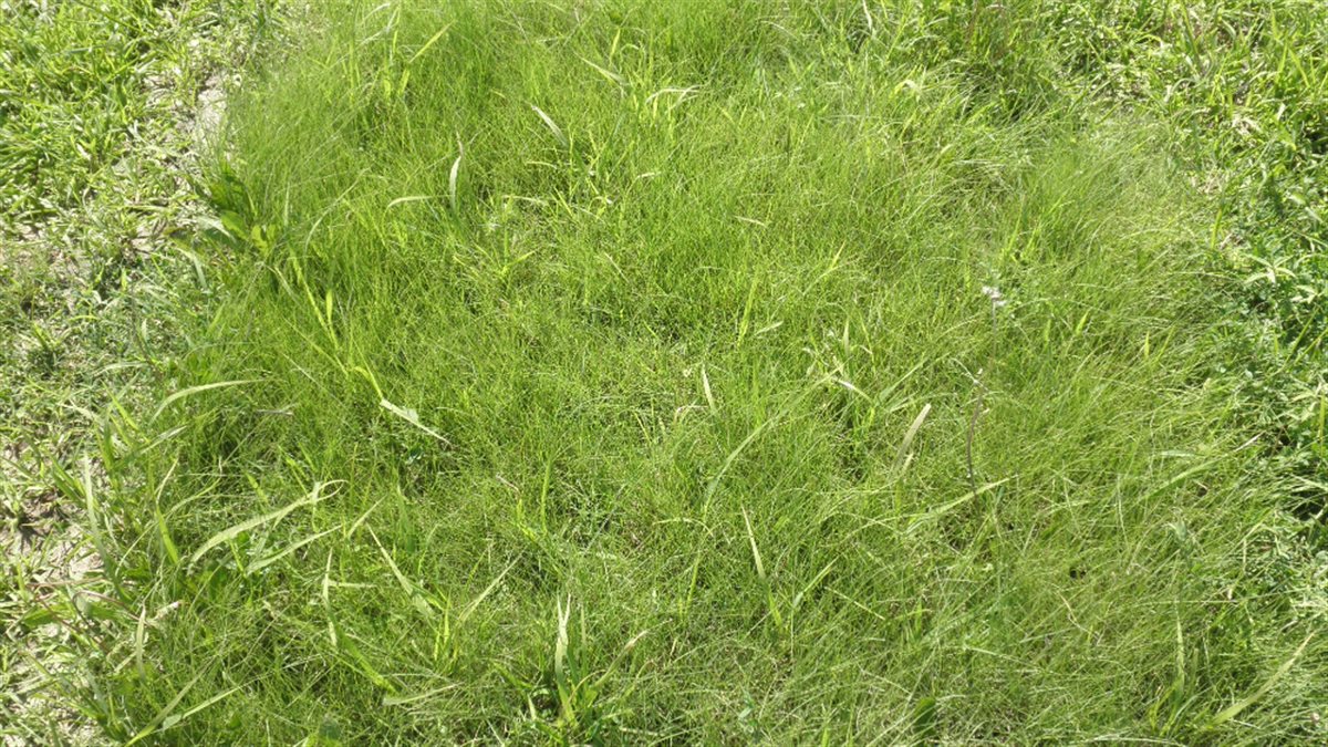Fireguard Lawn Native Mix - Fire-Resistant Turf