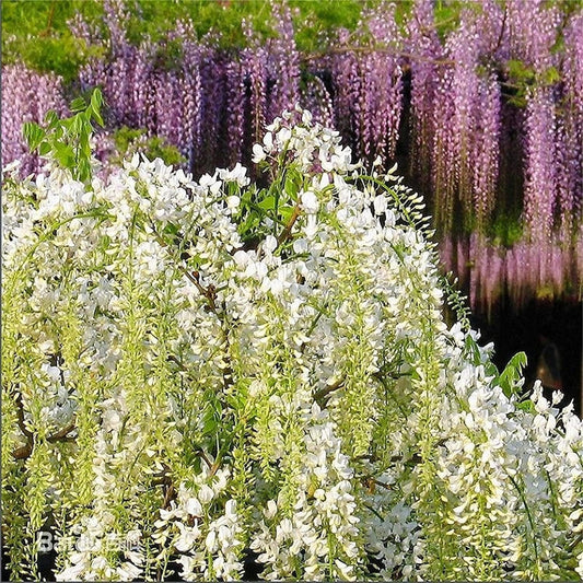 Rare Mixed Color Wisteria Bonsai Tree Seeds - Highly Prized Flowering Japanese