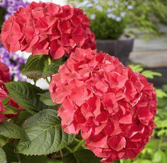 Red Hydrangea Seeds - Beautiful Attractive Showy and Hardy Perennial Flowers