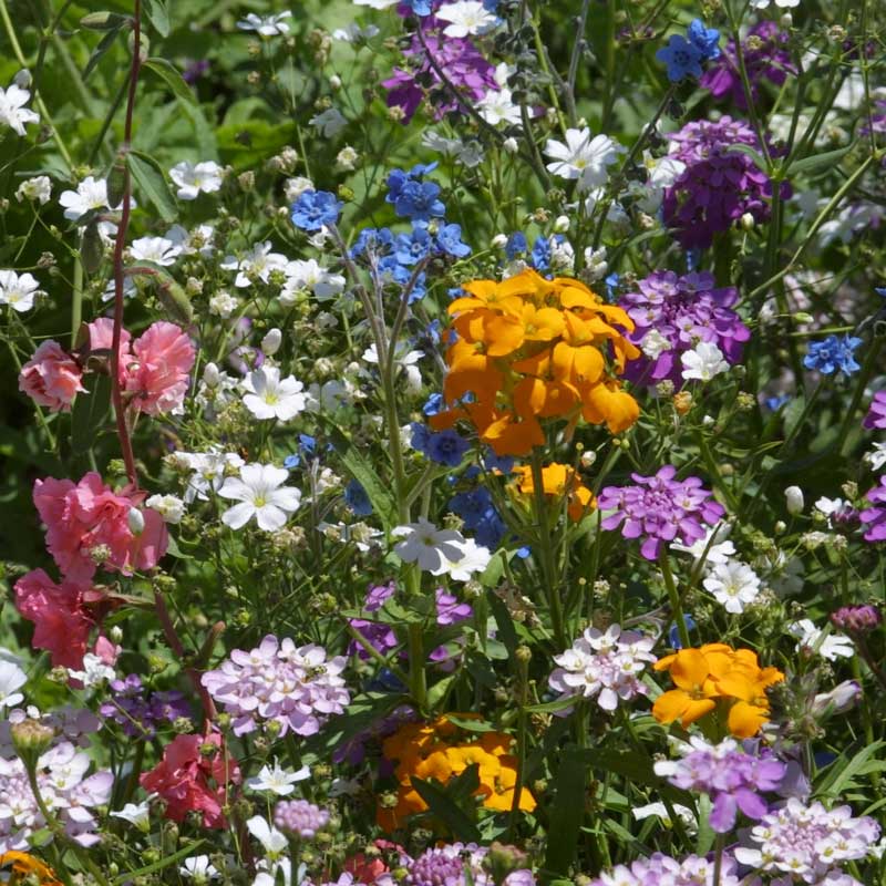 Shady Wildflower Mix
