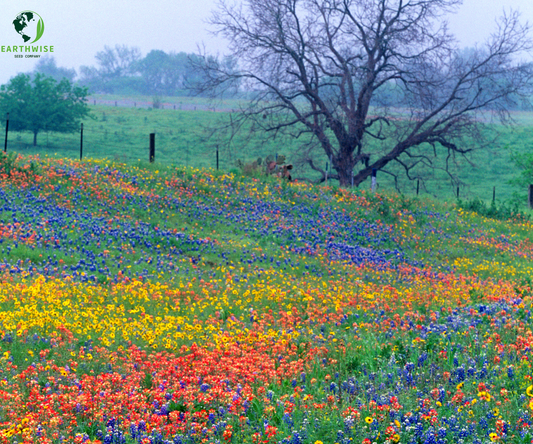 Lone Star Native Wildflower Mix - Bold Blooms. True Texas Roots.