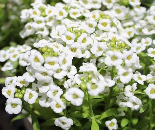 White Magic Creeping Thyme Seeds - Thymus Serpyllum - Heirloom Ground Cover Plants Easy to Plant and Grow - Open Pollinated
