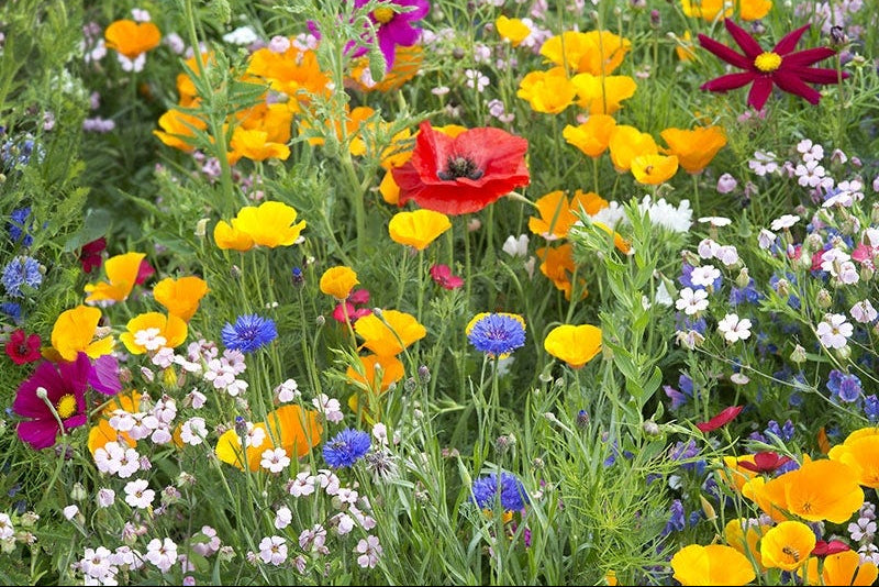 Can You Plant Wildflower Seeds in Fall? Yes, Here's How