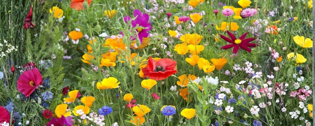 Can You Plant Wildflower Seeds in Fall? Yes, Here's How
