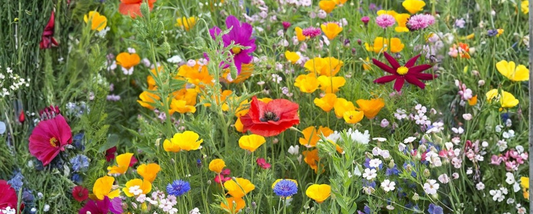 Can You Plant Wildflower Seeds in Fall? Yes, Here's How