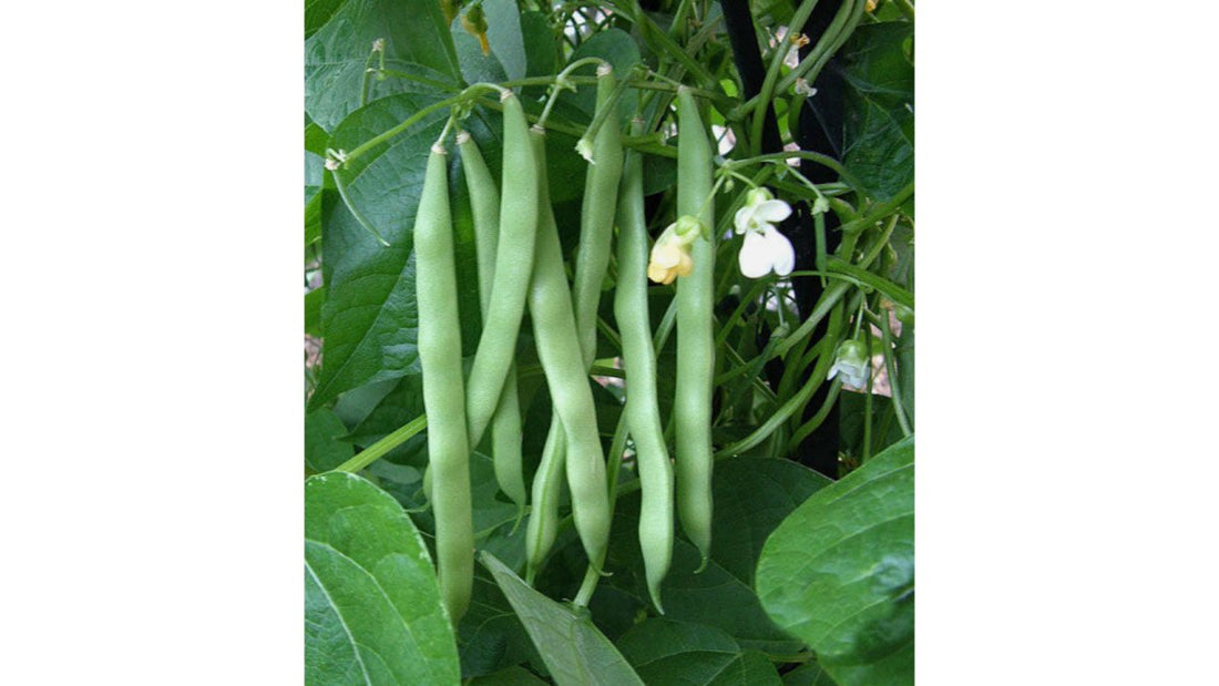 Fortex Pole Beans: Grow, Harvest, and Enjoy