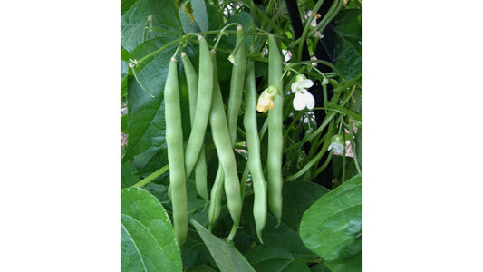 Fortex Pole Beans: Grow, Harvest, and Enjoy