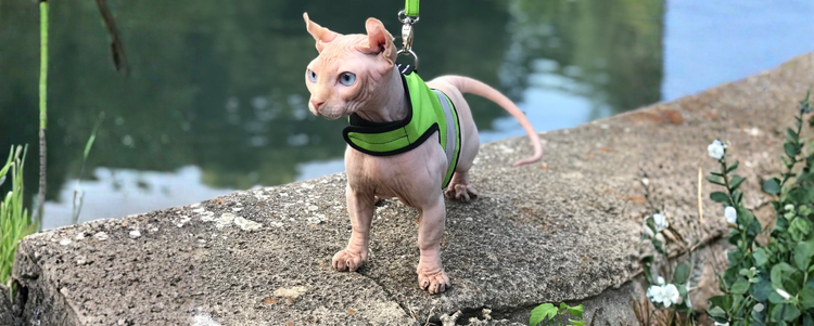 Cat Leashes Collars & Harnesses