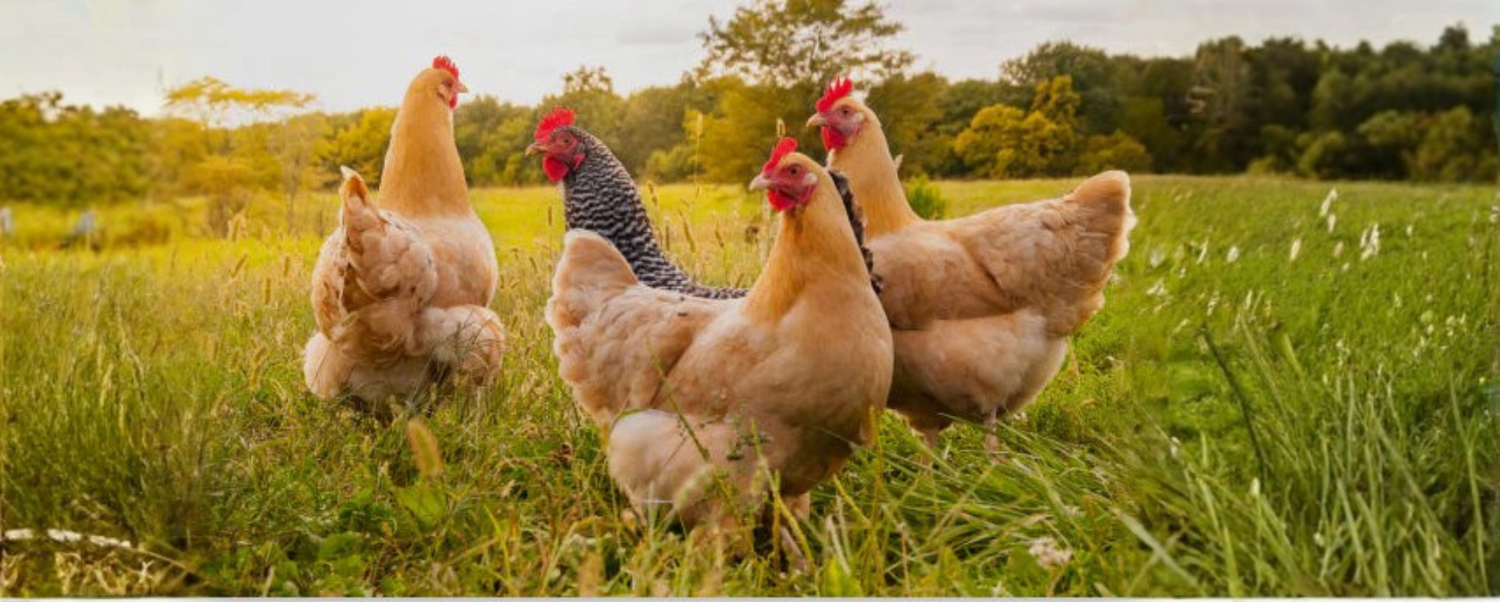 Livestock Supplies