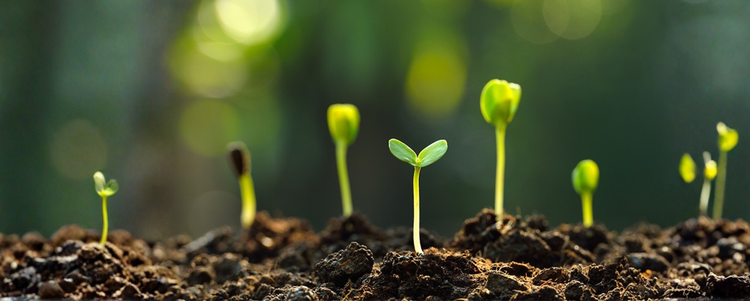 Summer Gardens Start in the Winter