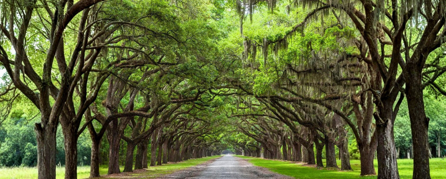 Southern Collective