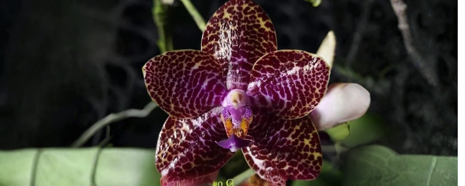 Specialty Houseplants