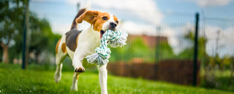 Dog Toys