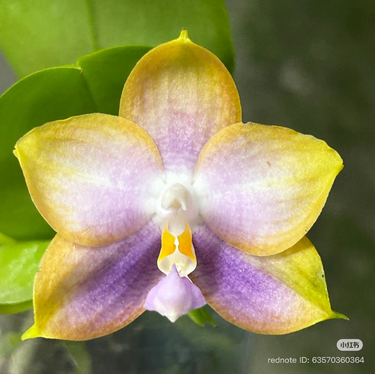 Phalaenopsis (Penang Jewel X (Yaphon Super Jaguar x Samera)) ‘雙梗深藍圓’ x Mituo Golden Tiger ‘White Tiger’